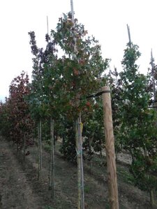 Liquidambar styraciflua 12-14 Hoogstam draadkluit 2 X verplant - afbeelding 8