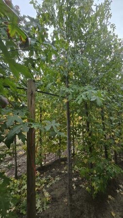 Liquidambar styraciflua 12-14 Hoogstam draadkluit 2 X verplant - afbeelding 7