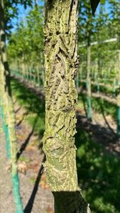 Liquidambar styraciflua 12-14 Hoogstam draadkluit 2 X verplant - afbeelding 1