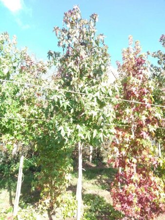 Liquidambar styraciflua 12-14 Hoogstam draadkluit 2 X verplant - afbeelding 6