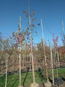 Liquidambar styraciflua 12-14 Hoogstam draadkluit 2 X verplant - afbeelding 9