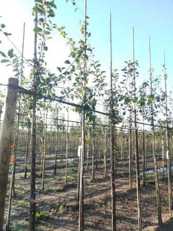 Malus floribunda 6-8 Hoogstam wortelgoed - afbeelding 3