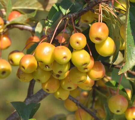 Malus floribunda 6-8 Hoogstam wortelgoed - afbeelding 5