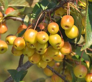 Malus floribunda 6-8 Hoogstam wortelgoed - afbeelding 5