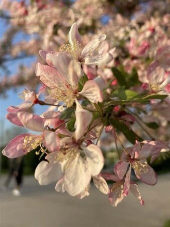 Malus floribunda 6-8 Hoogstam wortelgoed - afbeelding 6