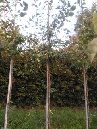 Malus floribunda 8-10 Hoogstam wortelgoed - afbeelding 3