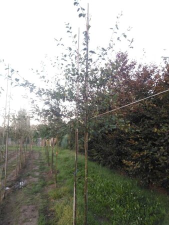 Malus floribunda 8-10 Hoogstam wortelgoed - afbeelding 1