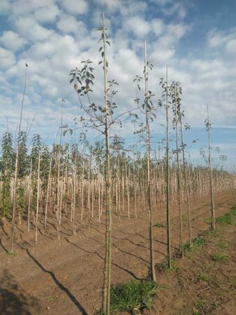 Malus 'Professor Sprenger' 10-12 Hoogstam wortelgoed - afbeelding 2