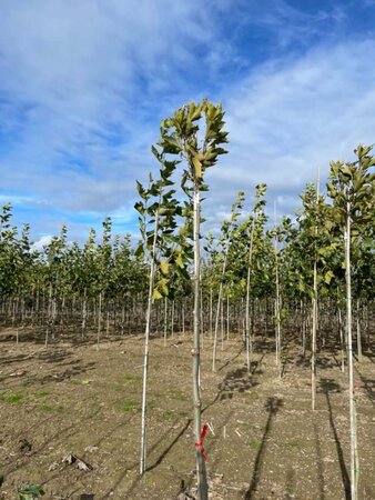 Platanus hisp. 'Alphen's Globe' 10-12 Hoogstam wortelgoed - afbeelding 1