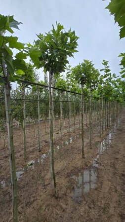 Platanus hisp. 'Alphen's Globe' 8-10 STA4 BR