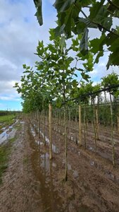 Platanus hispanica 8-10 STA4 BR - image 1