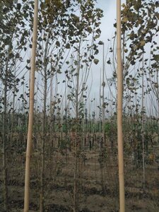 Populus nigra 'Italica' 10-12 cm wortelgoed geveerd - afbeelding 4