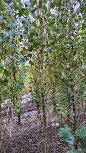 Populus nigra 'Italica' 8-10 cm BR feathered