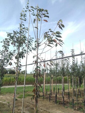 Prunus avium 8-10 Hoogstam wortelgoed - afbeelding 2