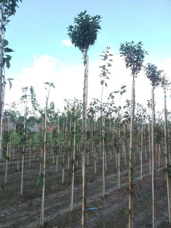 Prunus eminens 'Umbraculifera' 6-8 Hoogstam wortelgoed - afbeelding 1