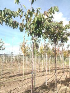 Prunus sargentii 8-10 Hoogstam wortelgoed - afbeelding 1