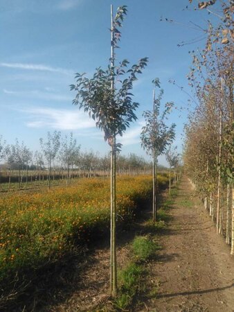 Prunus 'Umineko' 14-16 Hoogstam wortelgoed 2 X verplant - afbeelding 2