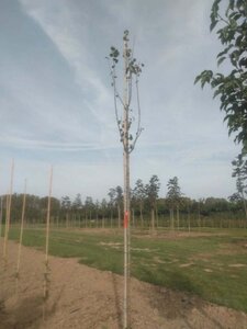 Pyrus c. 'Beech Hill' 8-10 Hoogstam wortelgoed - afbeelding 2