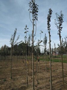 Pyrus c. 'Beech Hill' 8-10 Hoogstam wortelgoed - afbeelding 1