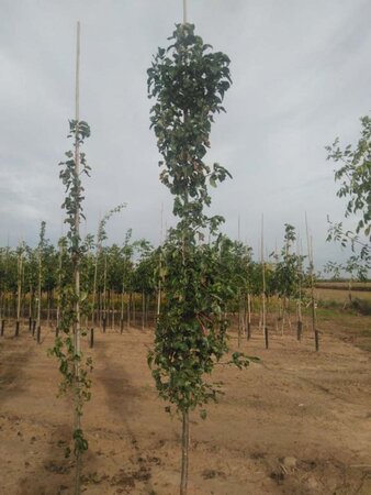 Pyrus calleryana 'Capital' 10-12 Hoogstam wortelgoed