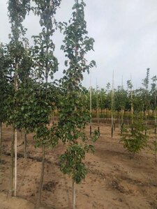 Pyrus calleryana 'Capital' 6-8 cm wortelgoed geveerd - afbeelding 2