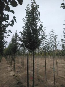 Pyrus calleryana 'Chanticleer' 10-12 Hoogstam wortelgoed - afbeelding 1