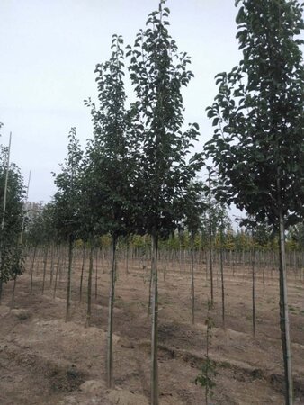 Pyrus calleryana 'Chanticleer' 12-14 Hoogstam wortelgoed 2 X verplant