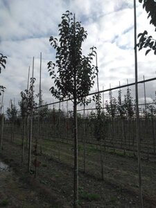 Pyrus calleryana 'Chanticleer' 14-16 Hoogstam wortelgoed 2 X verplant - afbeelding 3