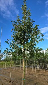 Pyrus calleryana 'Chanticleer' 14-16 Hoogstam wortelgoed 2 X verplant - afbeelding 1