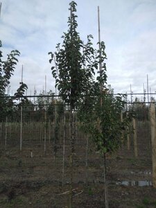 Pyrus calleryana 'Chanticleer' 8-10 Hoogstam wortelgoed - afbeelding 1