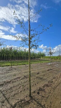 Pyrus communis=pyraster 8-10 STA4 BR