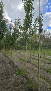 Pyrus calleryana 'Redspire' 10-12 Hoogstam wortelgoed - afbeelding 1