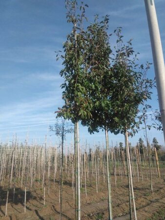 Pyrus calleryana 'Redspire' 10-12 Hoogstam wortelgoed - afbeelding 2