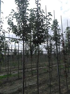 Pyrus calleryana 'Redspire' 10-12 Hoogstam wortelgoed - afbeelding 3