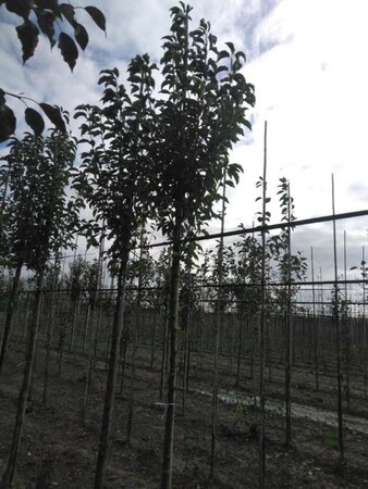 Pyrus calleryana 'Redspire' 12-14 Hoogstam wortelgoed 2 X verplant - afbeelding 3