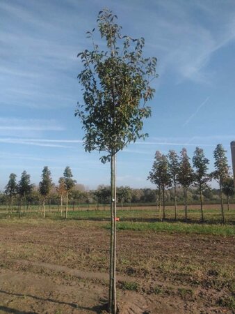 Pyrus calleryana 'Redspire' 14-16 Hoogstam wortelgoed 2 X verplant - afbeelding 2