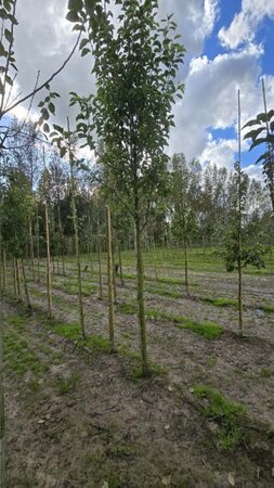 Pyrus calleryana 'Redspire' 14-16 Hoogstam wortelgoed 2 X verplant - afbeelding 1