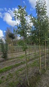 Pyrus calleryana 'Redspire' 8-10 Hoogstam wortelgoed - afbeelding 1