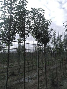 Pyrus calleryana 'Redspire' 8-10 Hoogstam wortelgoed - afbeelding 2