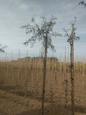 Pyrus salicifolia 'Pendula' 6-8 Hoogstam wortelgoed