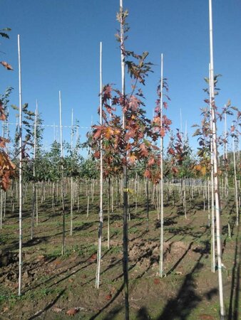 Quercus rubra 6-8 Hoogstam wortelgoed - afbeelding 3