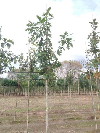 Quercus rubra 8-10 Hoogstam wortelgoed - afbeelding 3