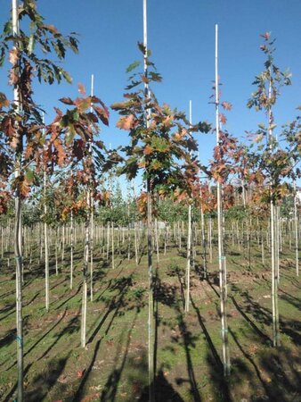 Quercus rubra 8-10 Hoogstam wortelgoed - afbeelding 5