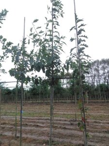 Quercus rubra 8-10 Hoogstam wortelgoed - afbeelding 1