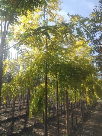 Robinia ps. 'Frisia' 10-12 Hoogstam wortelgoed