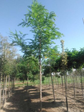 Robinia pseudoacacia 12-14 Hoogstam wortelgoed 2 X verplant - afbeelding 4