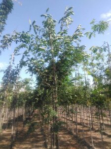 Robinia pseudoacacia 16-18 Hoogstam draadkluit 3 X verplant - afbeelding 1