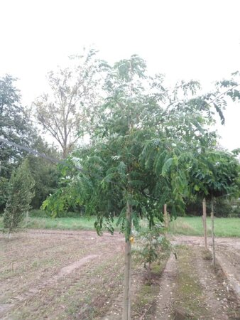 Robinia pseudoacacia 18-20 Hoogstam draadkluit 3 X verplant - afbeelding 1