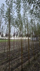 Salix alba 'Chermesina' 10-12 Hoogstam wortelgoed - afbeelding 3