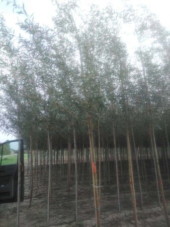 Salix alba 'Chermesina' 12-14 Hoogstam wortelgoed 2 X verplant - afbeelding 2